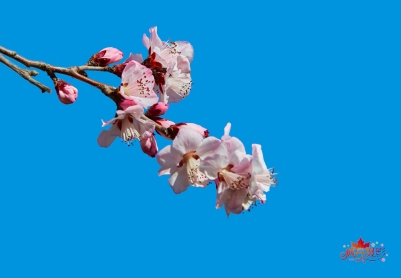 山桃花  摄影照片