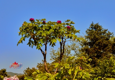 《呻吟语》原文+译文