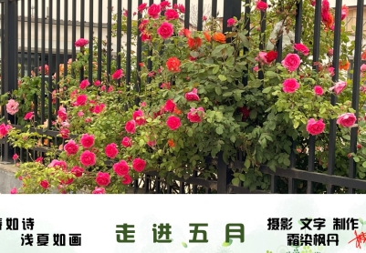 走进五月   原创图文