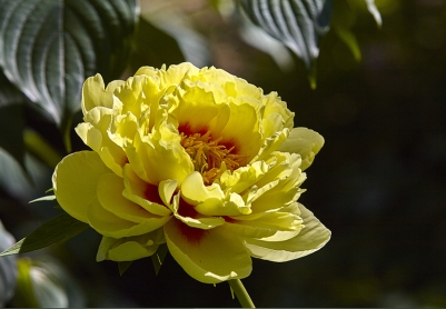 北京中山公园芍药花