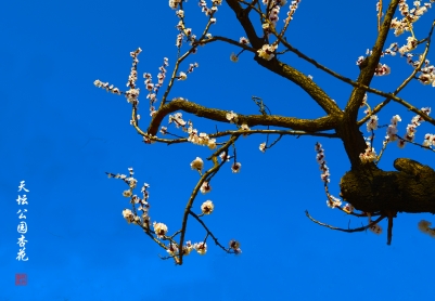 天坛公园杏花艳