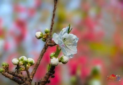 碧桃花  摄影照片