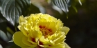 北京中山公园芍药花