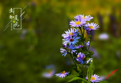 生如夏花    紫色小雏菊