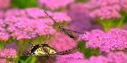 蝶舞花间    也有硝烟