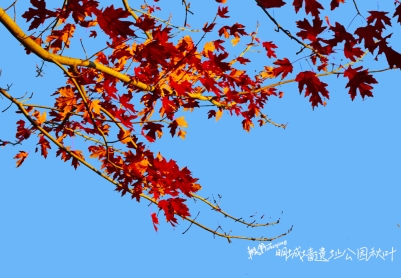 2025遗址公园秋果秋叶