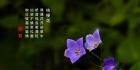 桔梗花
