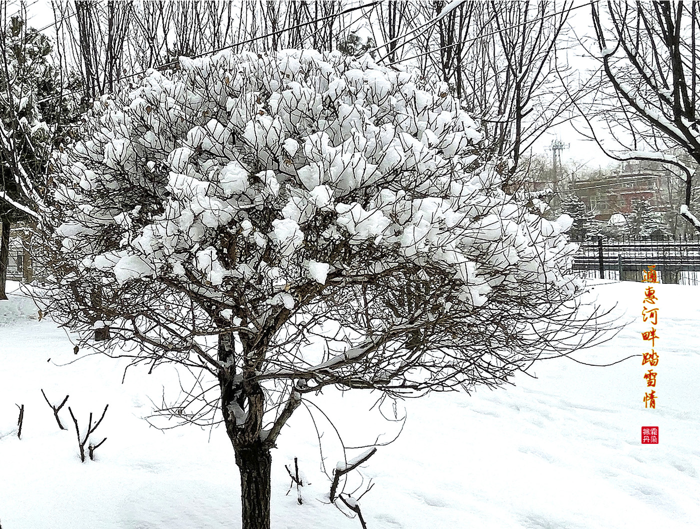 2022春雪_5 拷贝.jpg