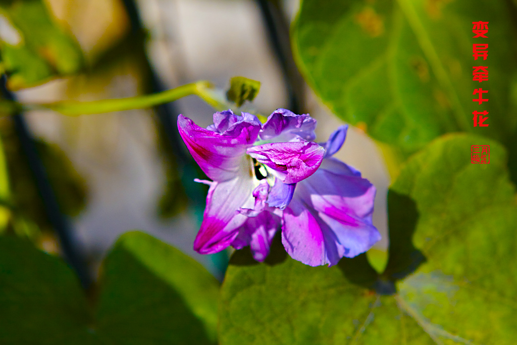 北京植物园牵牛花 8.jpg