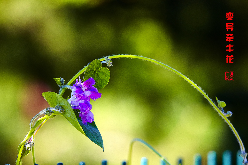 牵牛花2015植物园 17.jpg