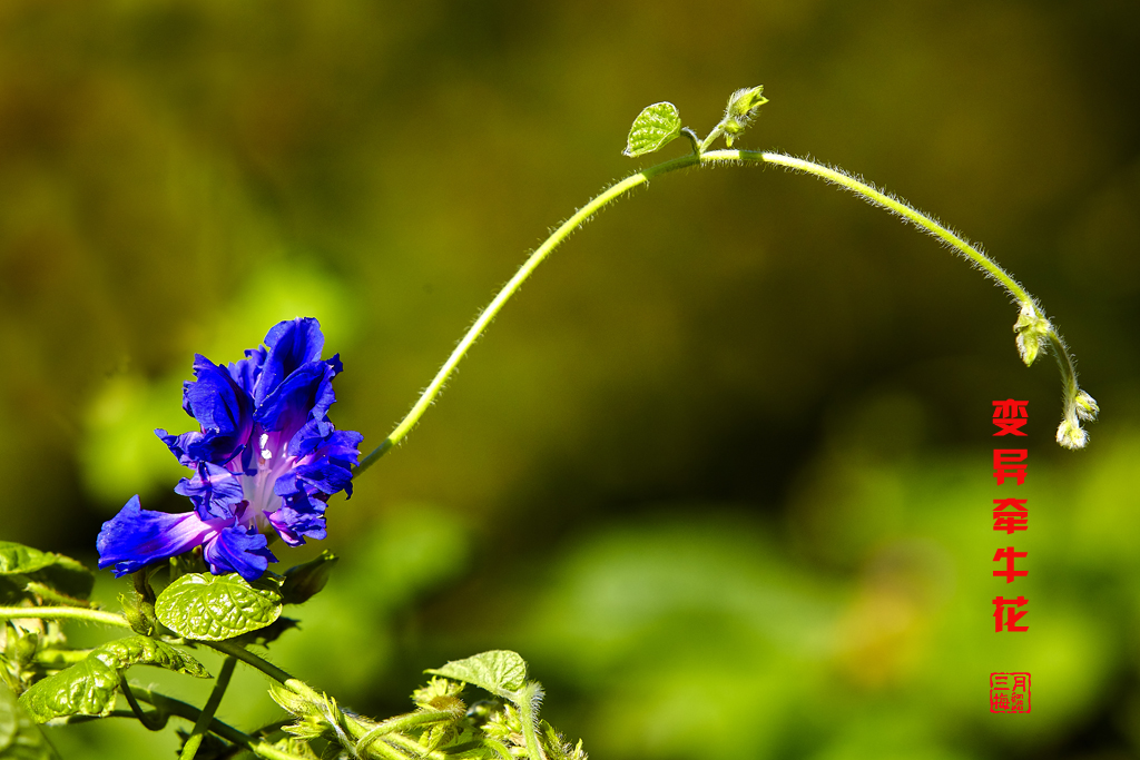 牵牛花2015植物园 19.jpg