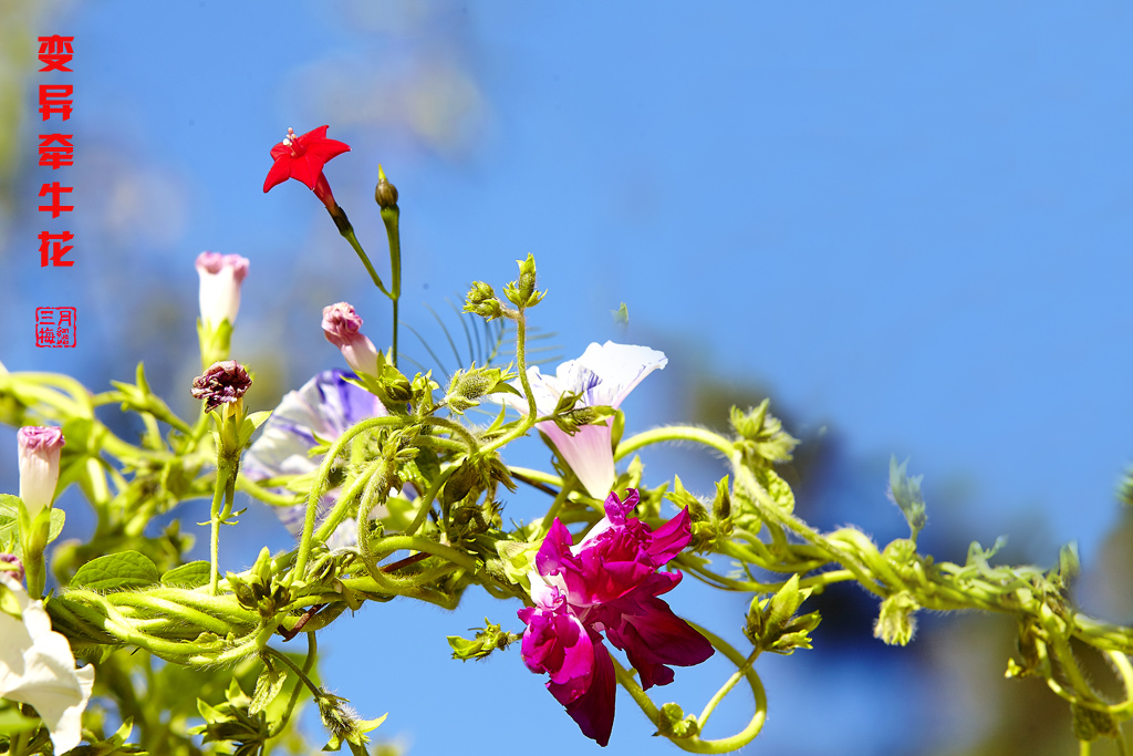 牵牛花2015植物园 38.jpg