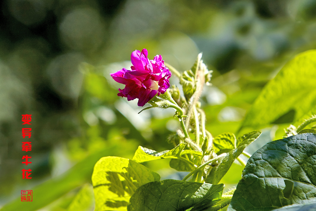 牵牛花植物园 30.jpg