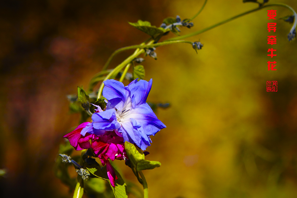 植物园秋色2014 1.jpg