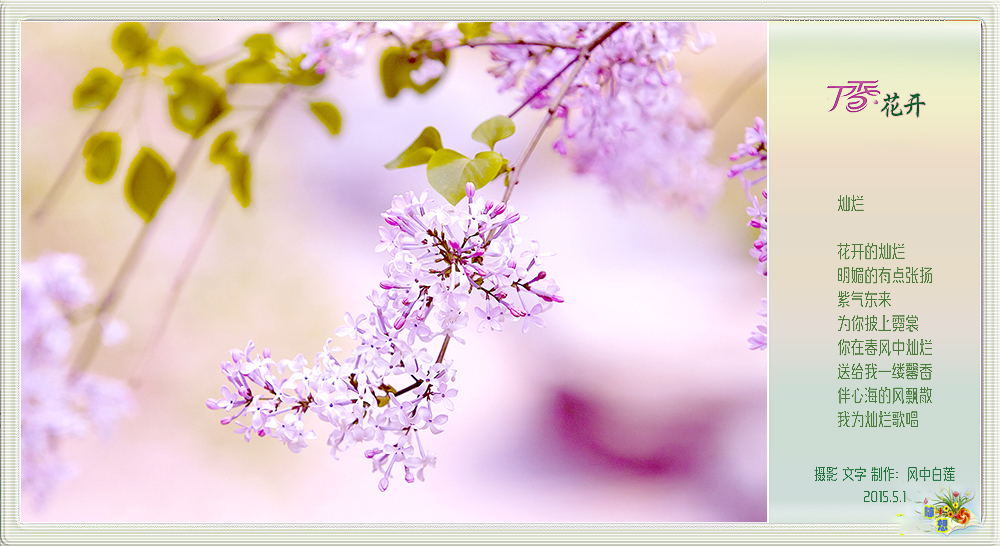 丁香花开1.jpg