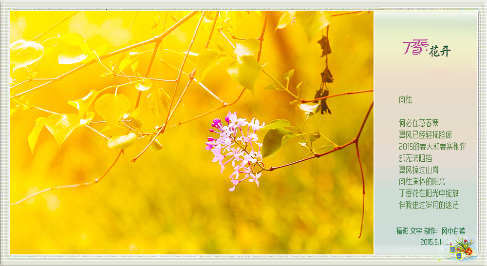 丁香花开2.jpg