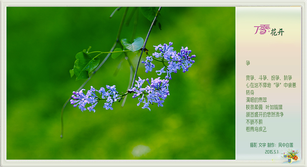 丁香花开3.jpg