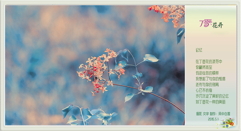 丁香花开6.jpg