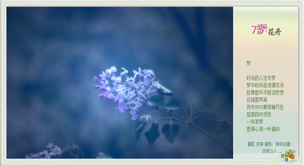 丁香花开4.jpg