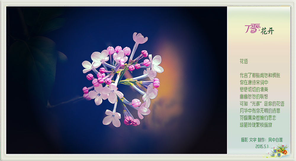 丁香花开5.jpg