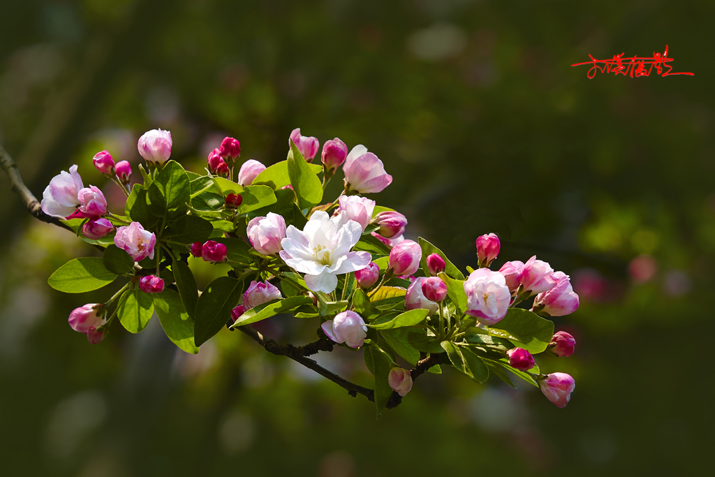 2015春花2 27.jpg
