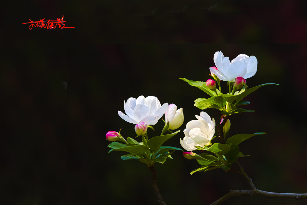 2015春花2 30.jpg