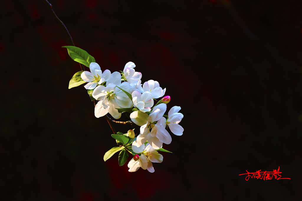 2015春花2 33.jpg