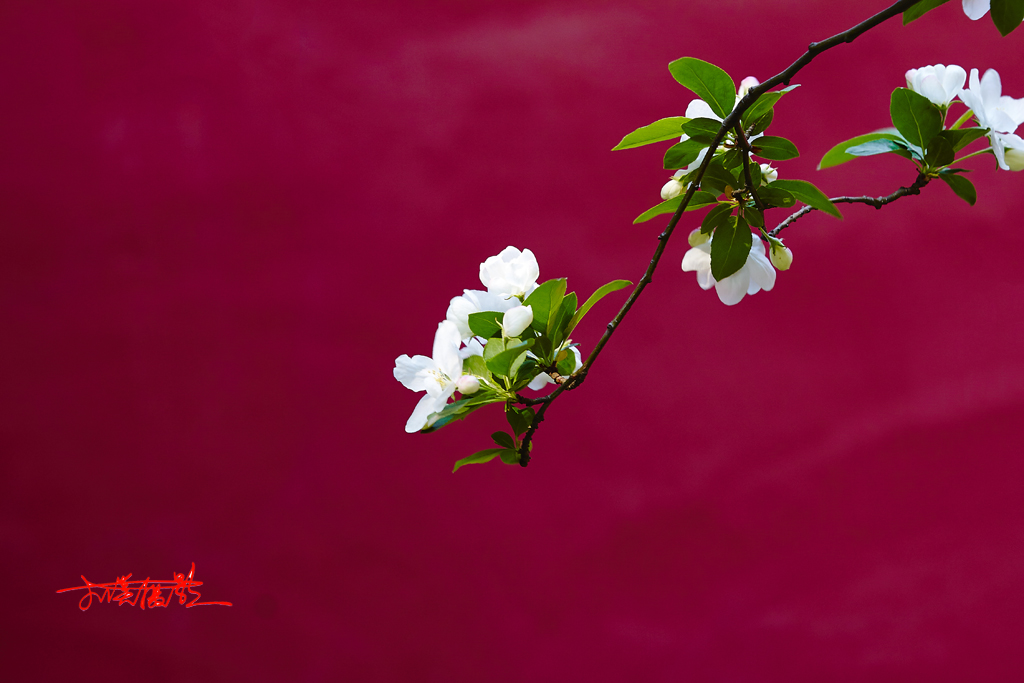 2015春花2 28.jpg
