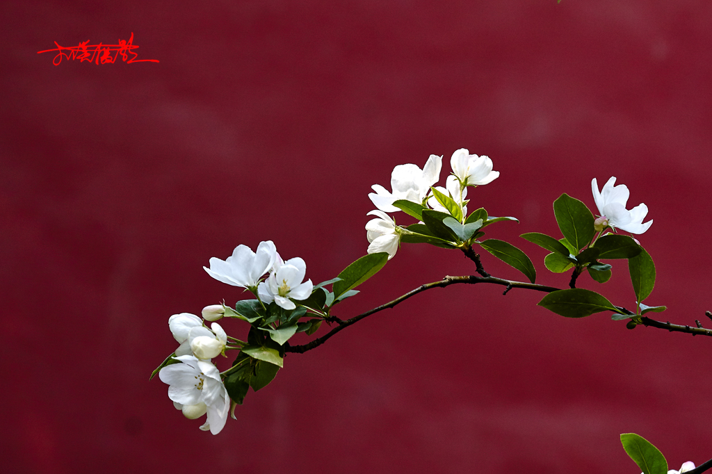 2015春花2 45.jpg