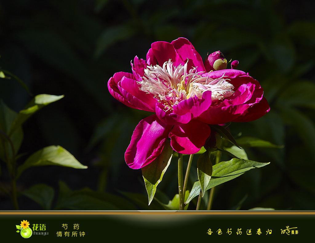 芍药.jpg