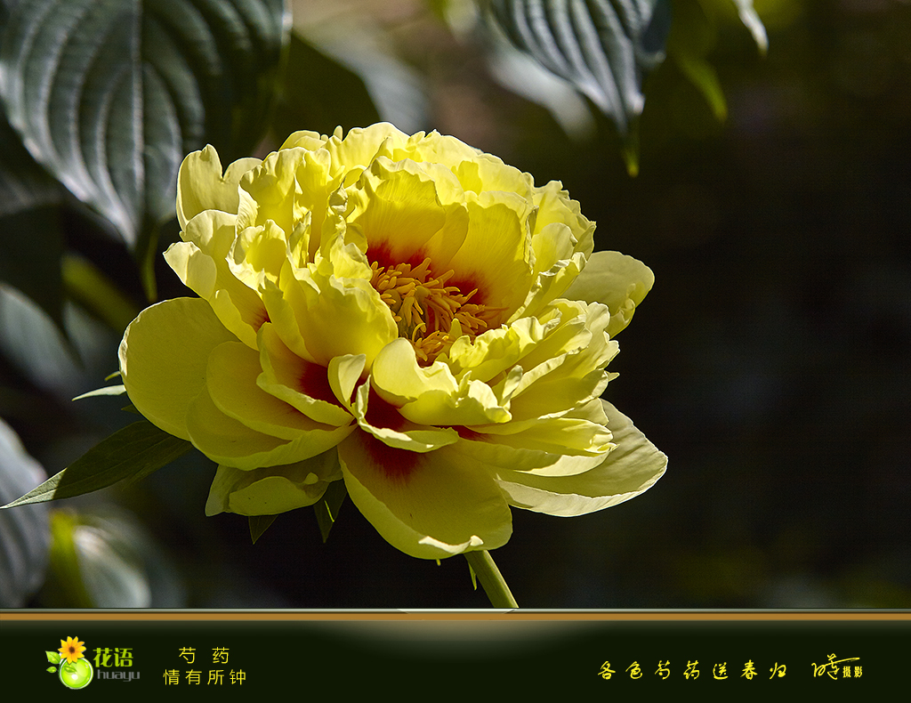 芍药3.jpg