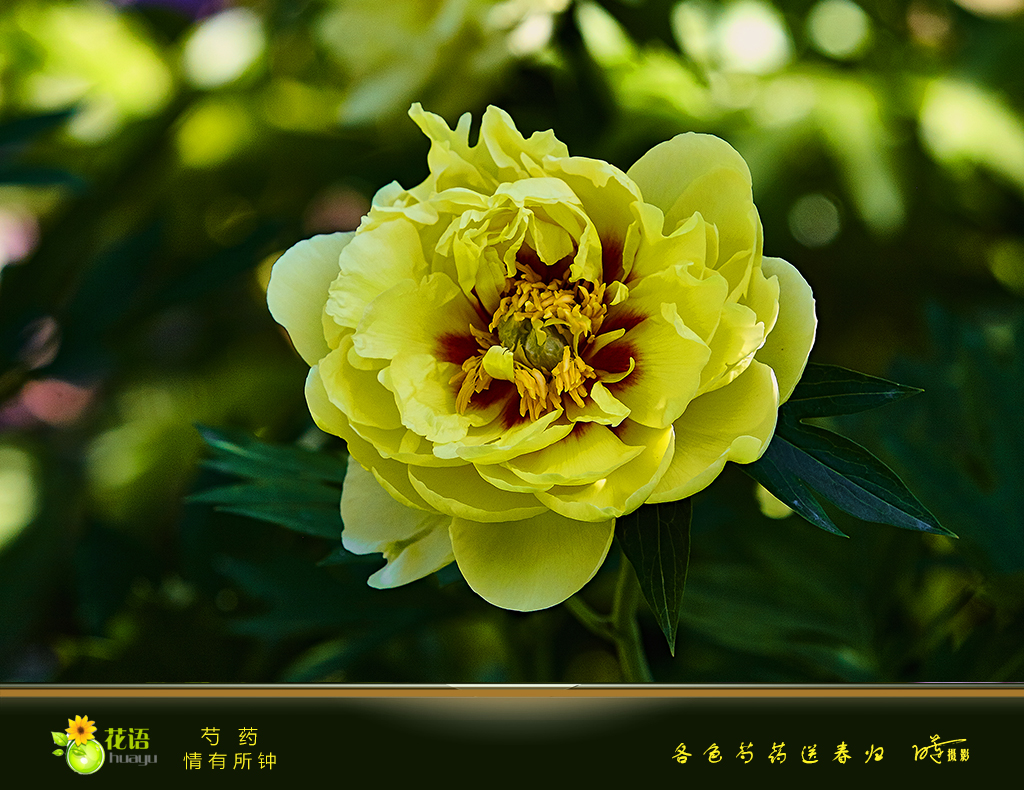 芍药2.jpg