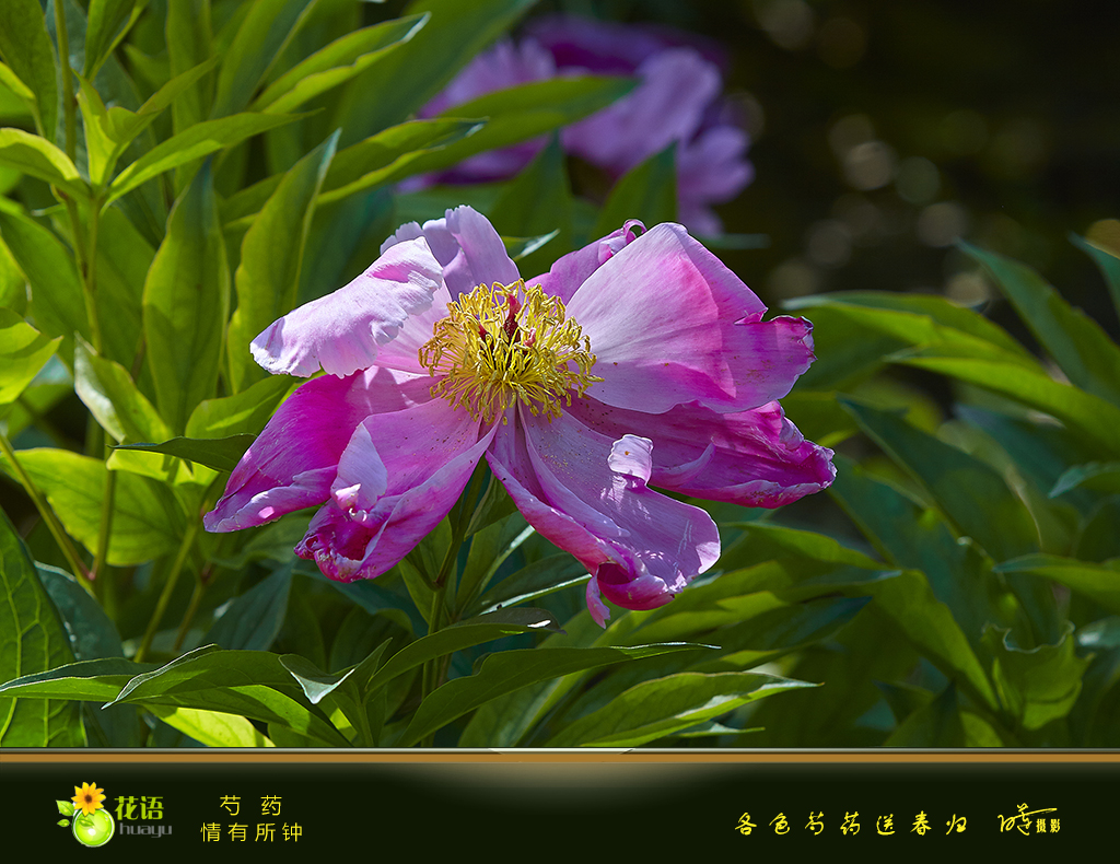 芍药 (2).jpg