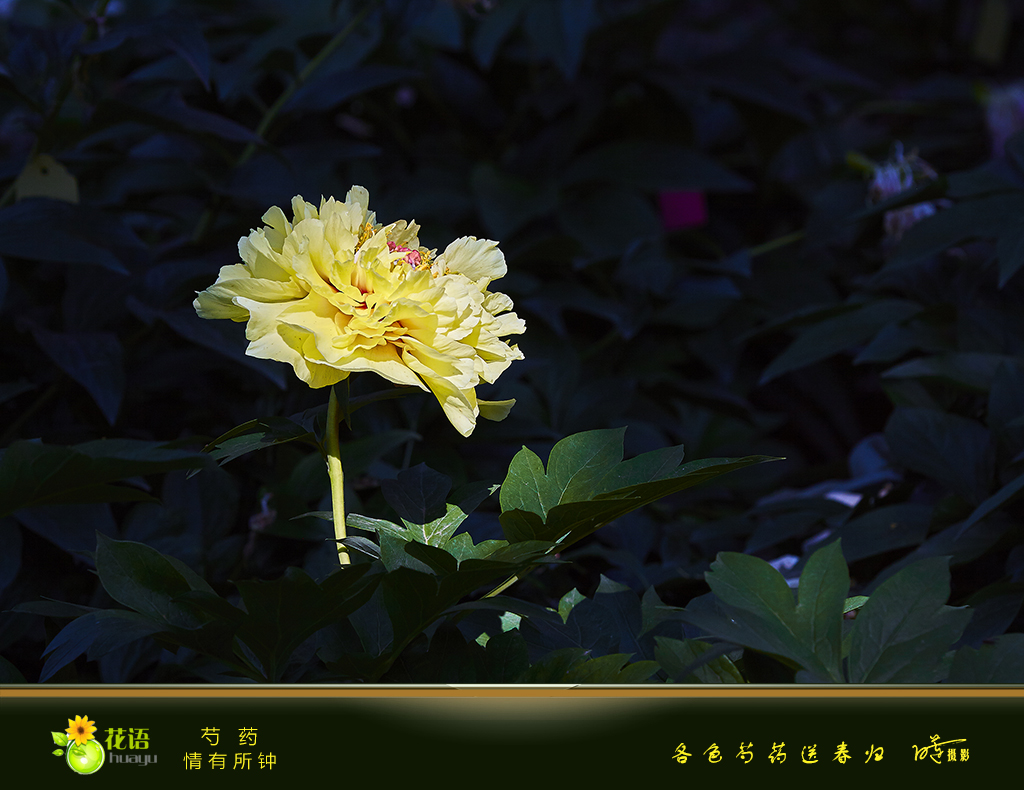 芍药5.jpg