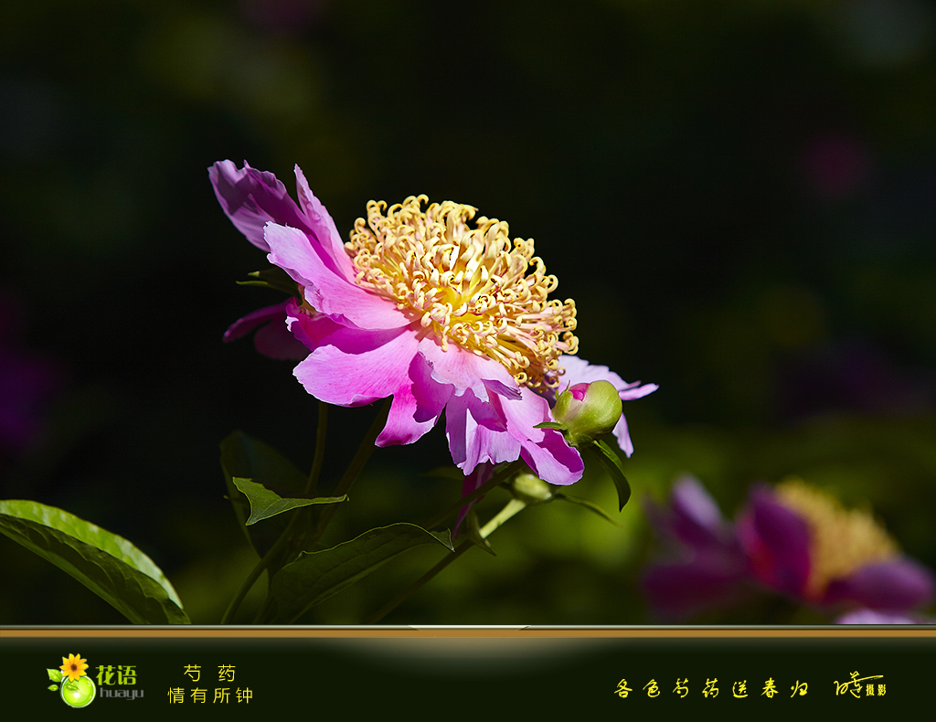 芍药4.jpg