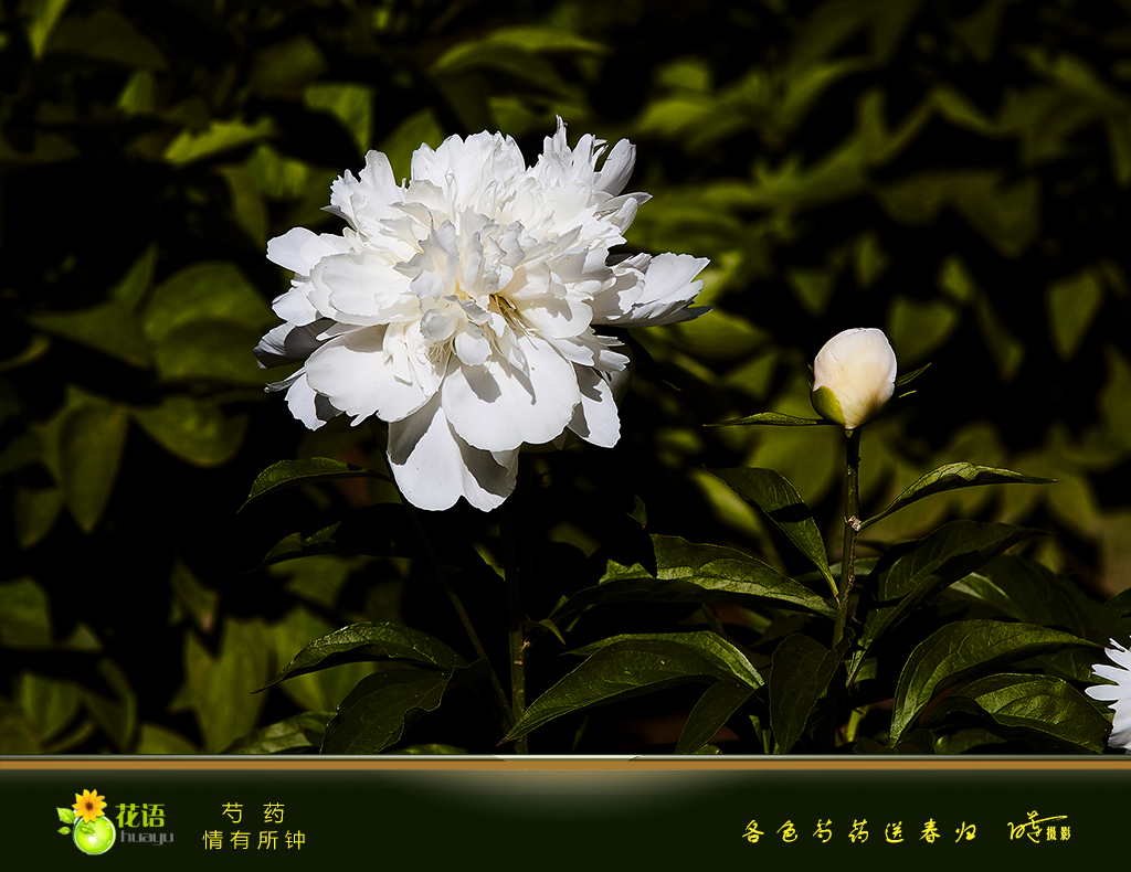 芍药6.jpg