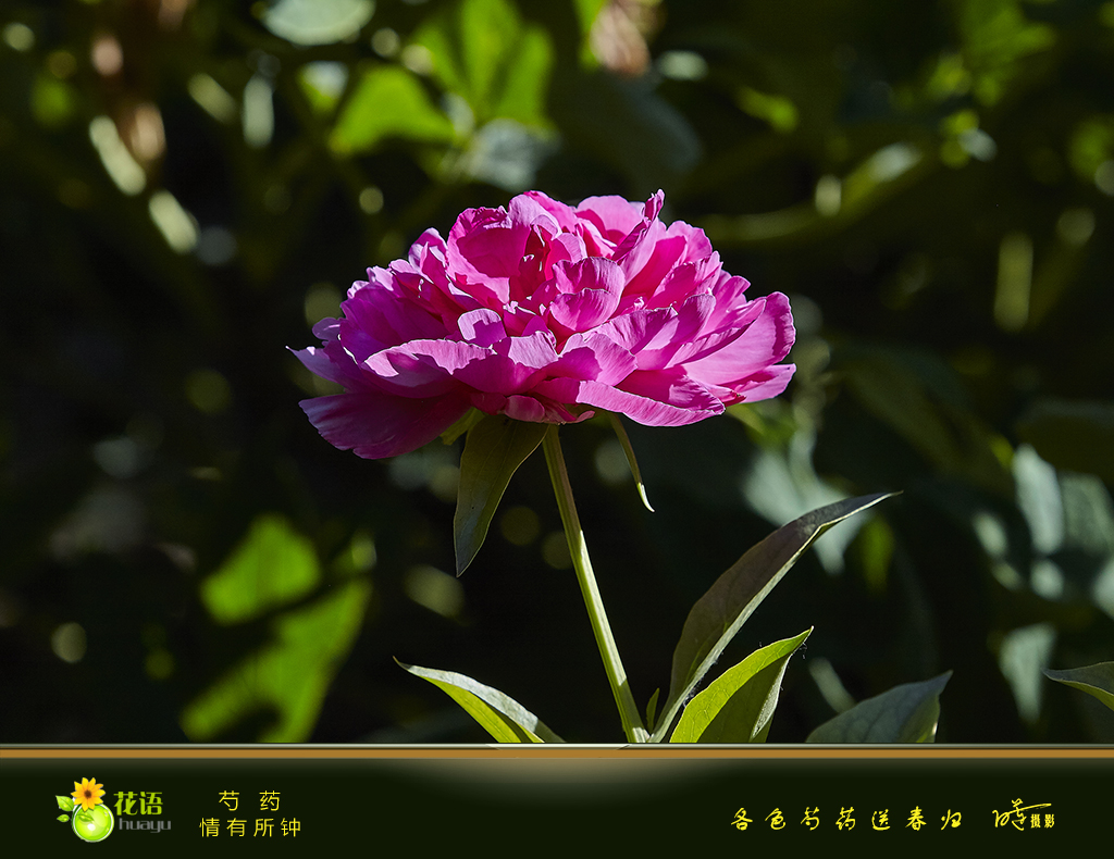 芍药7.jpg