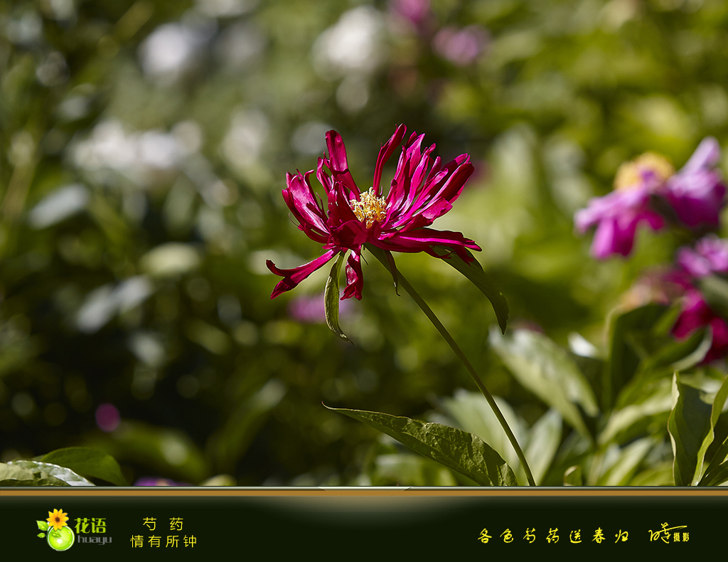 芍药10.jpg