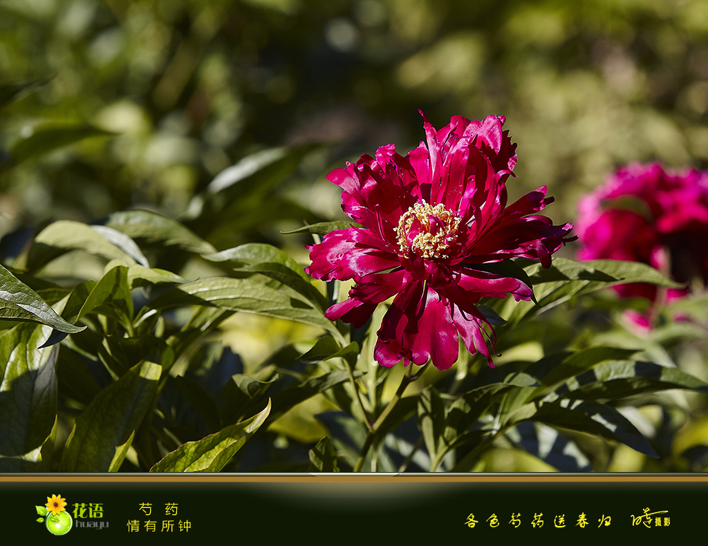 芍药8.jpg