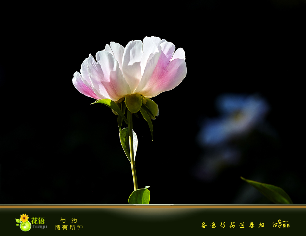 芍药9.jpg