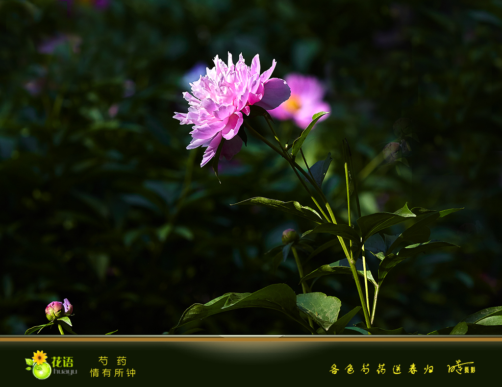 芍药13.jpg