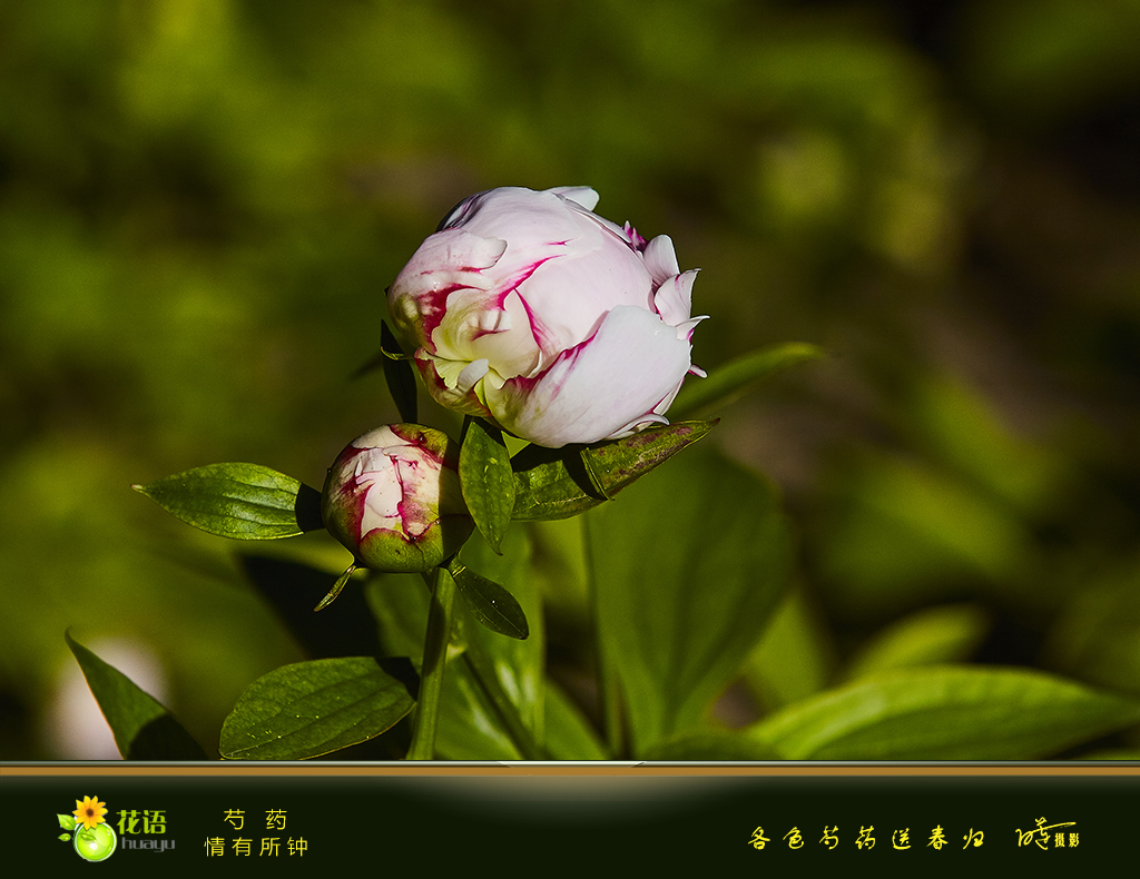 芍药12.jpg