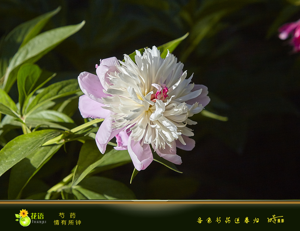 芍药11.jpg