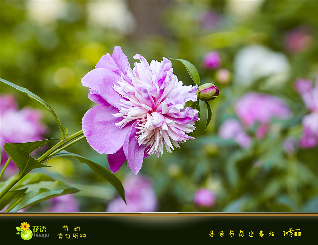 芍药16.jpg