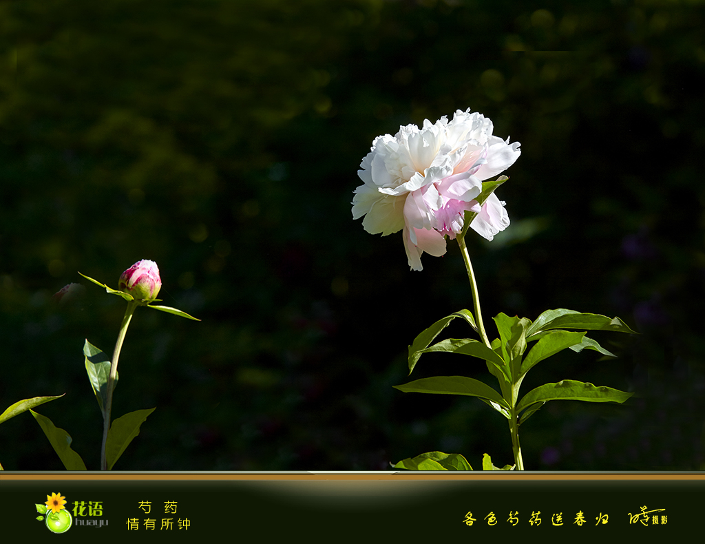 芍药14.jpg