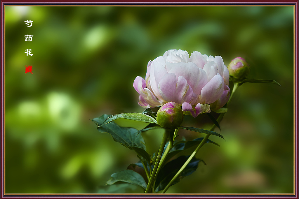 芍药框5.jpg