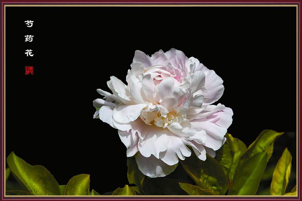 芍药框9.jpg