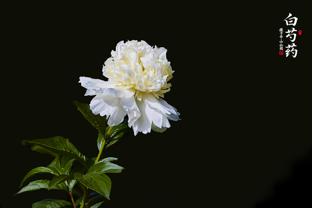 芍药 30.jpg
