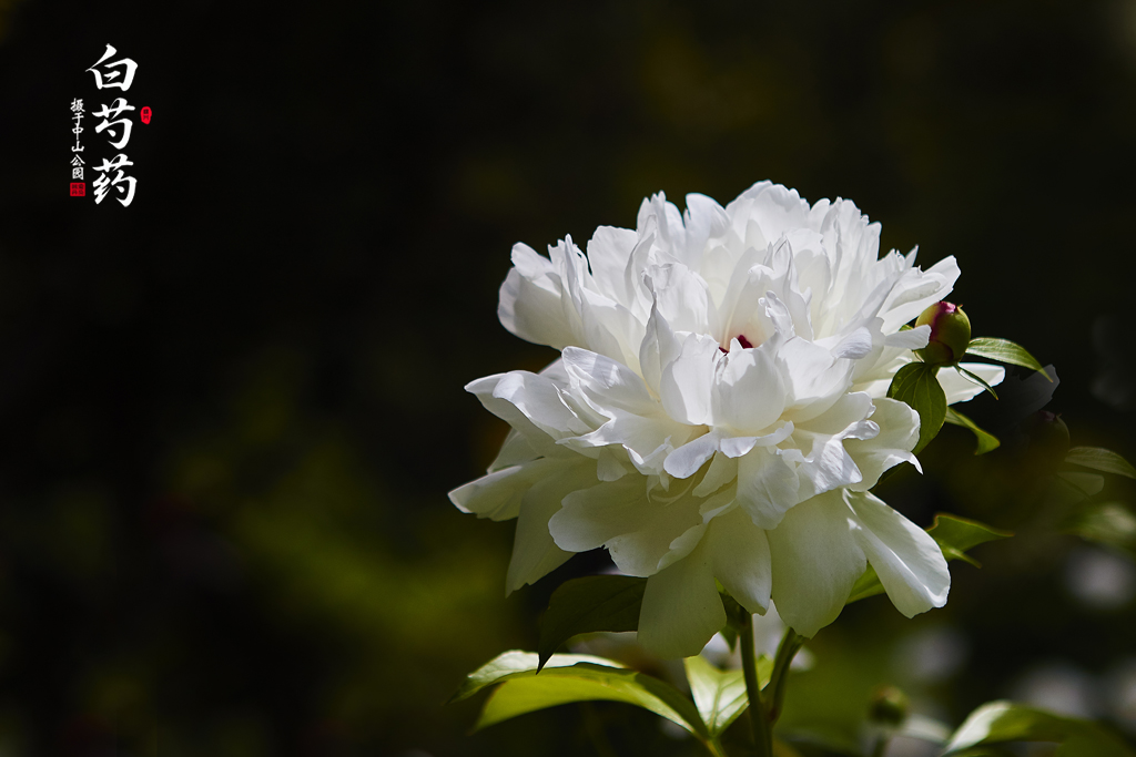 芍药 42.jpg