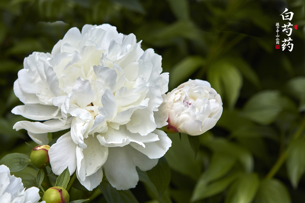 芍药 88.jpg